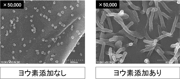 （図2）走査電子顕微鏡による新型コロナウイルス宿主細胞の観察