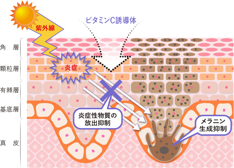 図4：ビタミンC誘導体による微弱炎症の抑制メカニズム