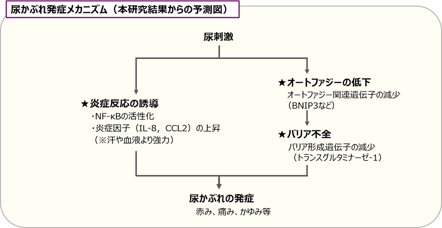 尿かぶれ発症メカニズム（本研究結果からの予測図）
