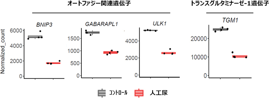 図2. 人工尿による遺伝子発現変動