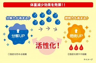 体重減少効果を発揮