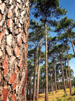 フランス海岸松の樹皮