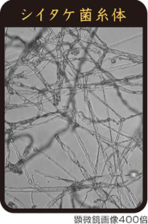 シイタケ菌糸体