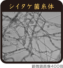 シイタケ菌糸体