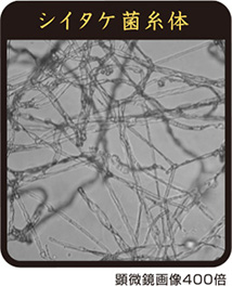 シイタケ菌糸体