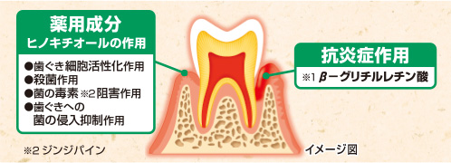 生薬由来成分が歯ぐきに届き、歯槽膿漏を防ぐ。健康な歯ぐきに！