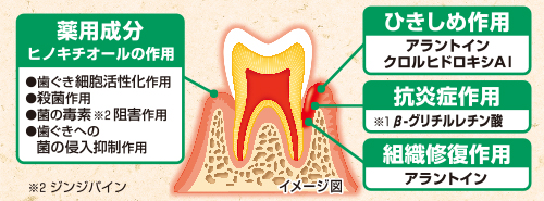 生薬由来成分※1が歯ぐきに届き、歯槽膿漏を防ぐ。健康な歯ぐきに！