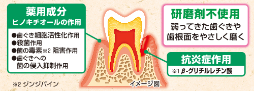 生薬由来成分※1が歯ぐきに届き、歯槽膿漏を防ぐ。健康な歯ぐきに！