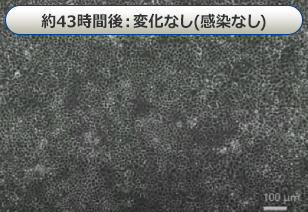 約43時間後:変化なし(感染なし)