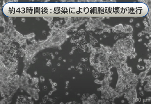 約43時間後:感染により細胞破壊が進行