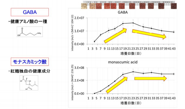 機能性アミノ酸類の経時的可視化(相対含量)