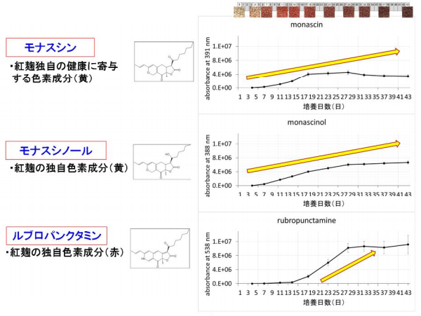 色素類の経時的可視化(相対含量)