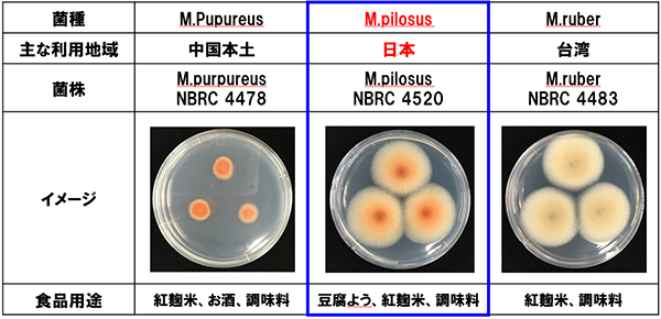 本研究で使用した菌種